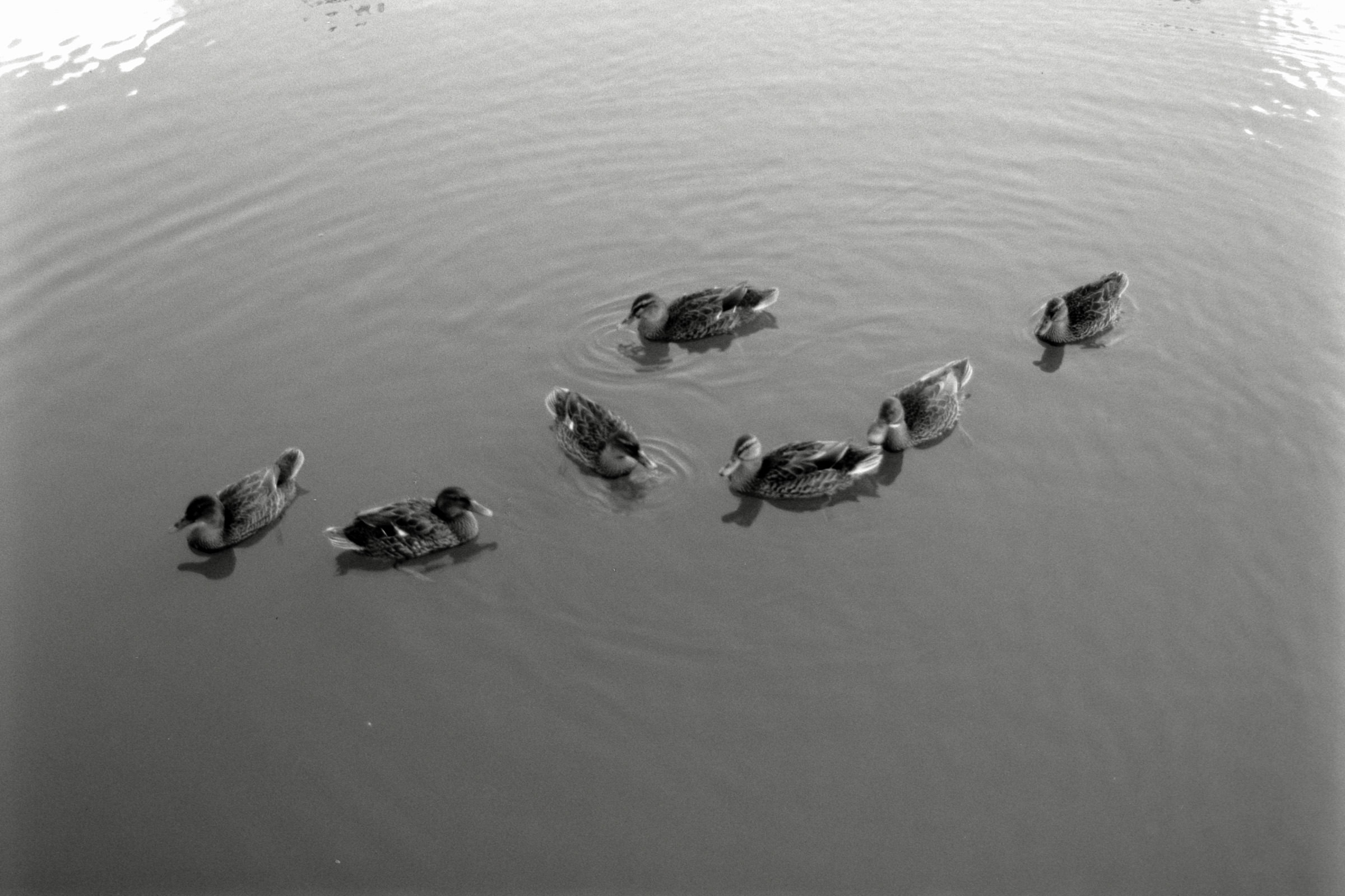 AHP F1990 09 007 sc250506 img24 NLP